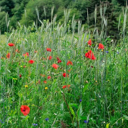 The Conscious Farmer Sauerland Willingen (Upland)