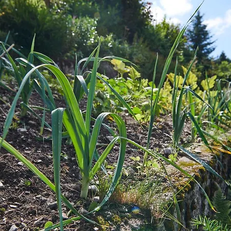 The Conscious Farmer Sauerland 3* فيلنغن