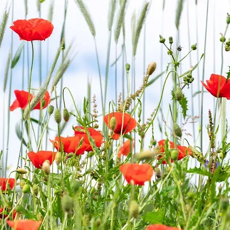 The Conscious Farmer Sauerland بيت ضيافة 3*