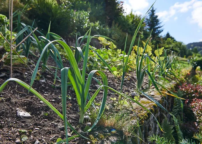 The Conscious Farmer Sauerland 3* Виллинген