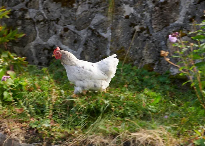 The Conscious Farmer Sauerland 3* Виллинген