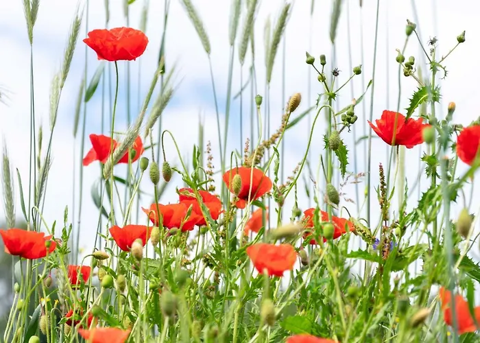 The Conscious Farmer Sauerland Гостевой дом 3*